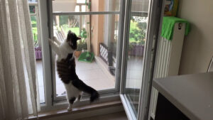 Pencere Kedi Sinekliği